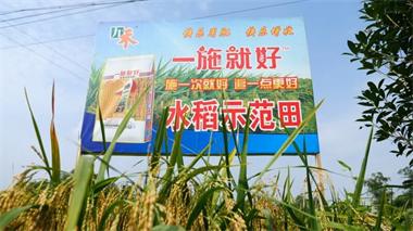 瀘天化九禾公司“一施就好”專用復合肥水稻試驗示范喜獲豐收
